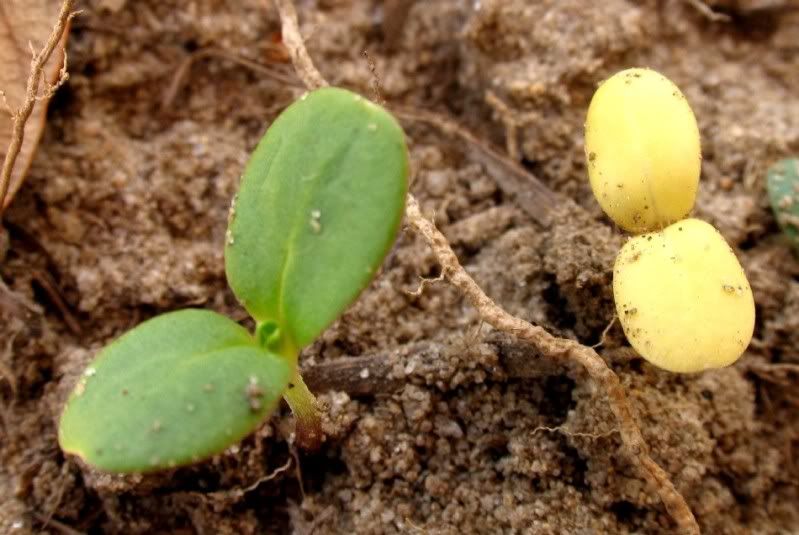 Normal and yellow cotyledon